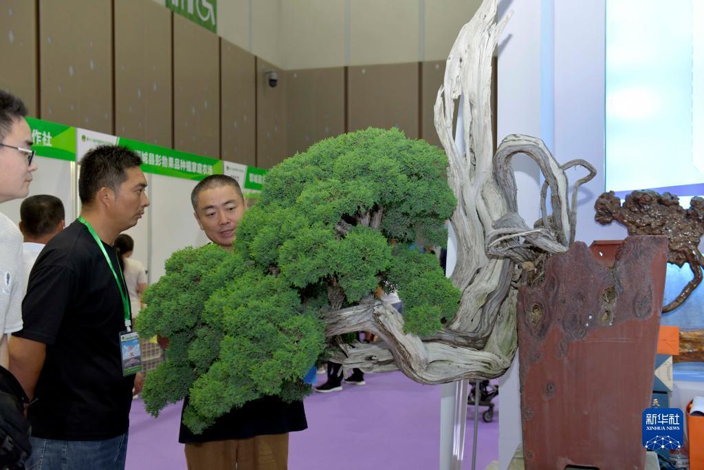梯子游戏赌博作假